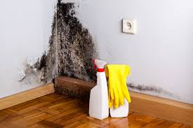 Why You Should Choose Our Mold Remediation Services in Stony Prairie, OH